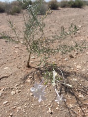 Ipomopsis longiflora