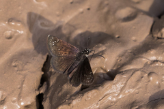 Pholisora