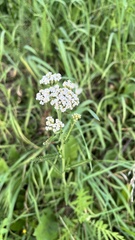 Achillea nobilis