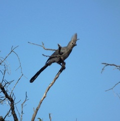 Corythaixoides concolor pallidiceps