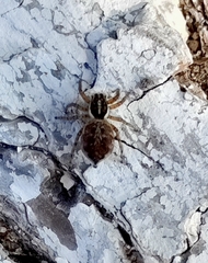 Menemerus semilimbatus