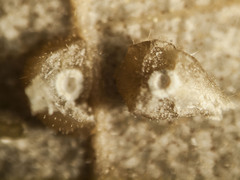 Caryomyia conoidea