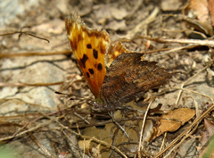 Polygonia oreas
