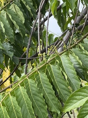 Cananga