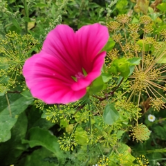 Malope trifida