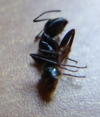 Camponotus pennsylvanicus