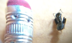 Camponotus pennsylvanicus