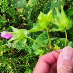 Malope trifida