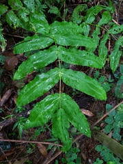 Hemidictyum marginatum