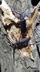 Aegosoma sinicum sinicum