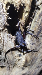 Aegosoma sinicum sinicum