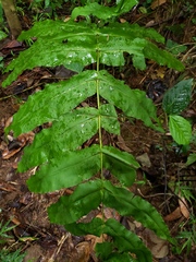 Hemidictyum marginatum