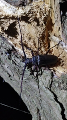 Aegosoma sinicum sinicum