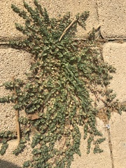 Euphorbia serpens