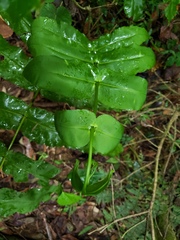 Hemidictyum marginatum