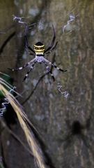 Argiope amoena