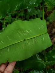Hemidictyum marginatum