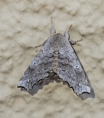 Olceclostera seraphica