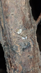 Desisa subfasciata