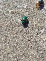 Chrysochus auratus