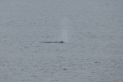 Balaenoptera acutorostrata