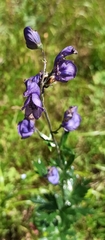 Aconitum variegatum