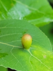 Phyllocoptes didelphis