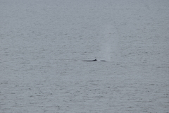 Balaenoptera acutorostrata