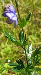 Aconitum variegatum