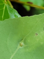 Phyllocoptes didelphis