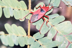 Probergrothius sanguinolens