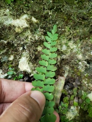 Adiantum melanoleucum