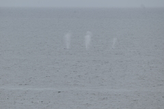 Balaenoptera acutorostrata