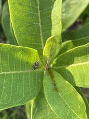 Tetragnatha straminea