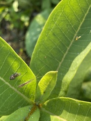 Tetragnatha straminea