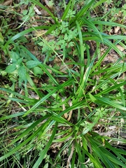Carex strigosa