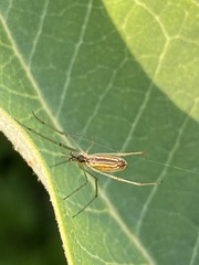 Tetragnatha straminea