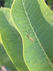 Tetragnatha straminea