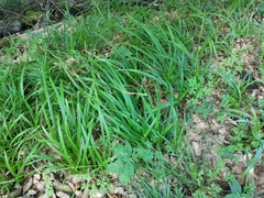 Carex strigosa