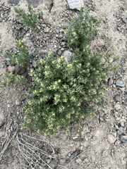 Galium serpenticum
