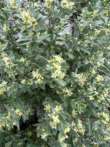 Image of Galium serpenticum by no rights reserved