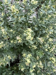 Galium serpenticum