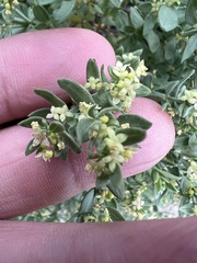 Galium serpenticum