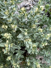 Galium serpenticum
