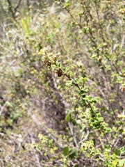 Lippia micromera