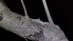 Gekko japonicus