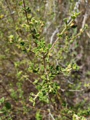 Lippia micromera