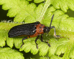 Chalepus bicolor