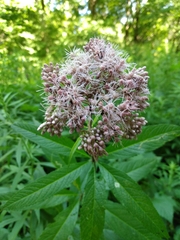 Eutrochium maculatum maculatum