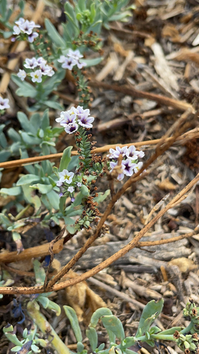 iNaturalist observation photo of alkali heliotrope